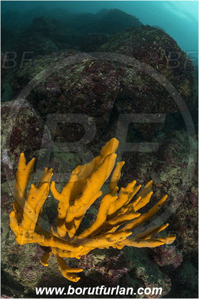 Fiesa, Slovenia, Adriatic sea, Mediterranean sea, Axinella verrucosa, Axinella, Axinellidae, Yellow Axinella sponge, Yellow branching sponge, Sponge, Porifera, Reef