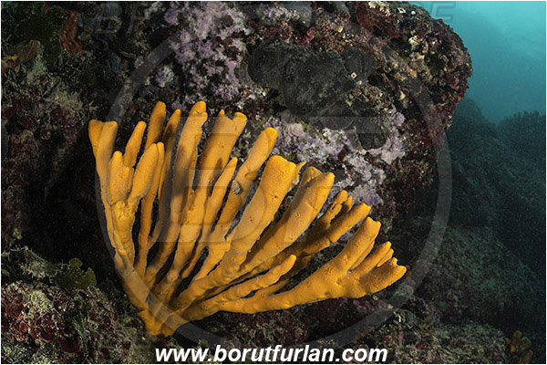 Fiesa, Slovenia, Adriatic sea, Mediterranean sea, Axinella verrucosa, Axinella, Axinellidae, Yellow Axinella sponge, Yellow branching sponge, Sponge, Porifera, Reef