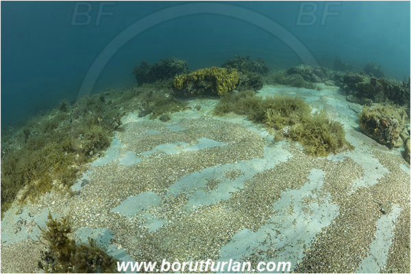 Piran, Slovenia, Adriatic sea, Mediterranean sea, Reef, Sponge, Porifera, Algae, Rocks, Sand
