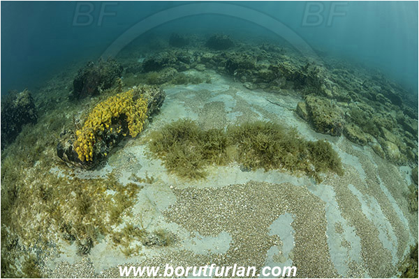 Piran, Slovenia, Adriatic sea, Mediterranean sea, Reef, Sponge, Porifera, Algae, Rocks, Sand