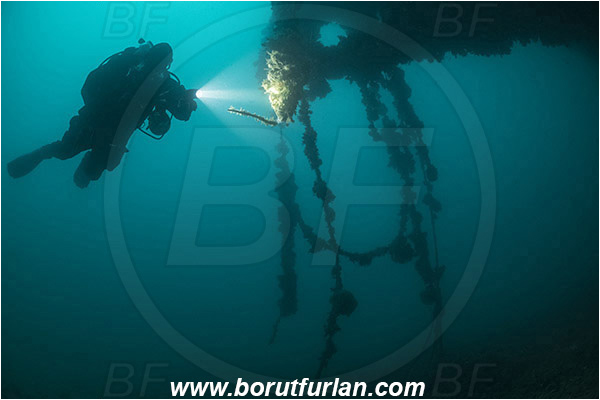 Island Krk, Croatia, Adriatic sea, Mediterranean sea, Wreck Regolo, Wreck, Regolo, Diver
