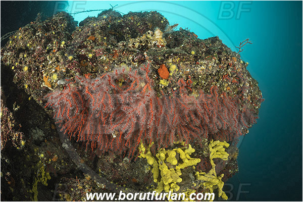 Island Vir, Croatia, Adriatic sea, Mediterranean sea, Corallium rubrum, Corallium, Coralliidae, Precious Coral, Red coral, Coral, Anthozoa, Cnidaria, Cnidarian, Reef