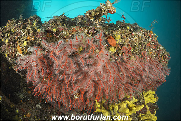 Island Vir, Croatia, Adriatic sea, Mediterranean sea, Corallium rubrum, Corallium, Coralliidae, Precious Coral, Red coral, Coral, Anthozoa, Cnidaria, Cnidarian, Reef