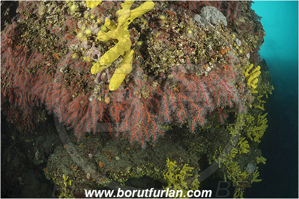 Island Vir, Croatia, Adriatic sea, Mediterranean sea, Corallium rubrum, Corallium, Coralliidae, Precious Coral, Red coral, Coral, Anthozoa, Cnidaria, Cnidarian, Reef