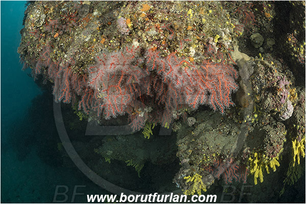 Island Vir, Croatia, Adriatic sea, Mediterranean sea, Corallium rubrum, Corallium, Coralliidae, Precious Coral, Red coral, Coral, Anthozoa, Cnidaria, Cnidarian, Reef