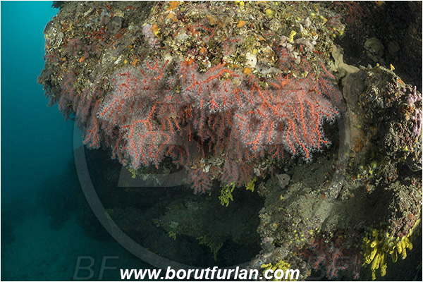 Island Vir, Croatia, Adriatic sea, Mediterranean sea, Corallium rubrum, Corallium, Coralliidae, Precious Coral, Red coral, Coral, Anthozoa, Cnidaria, Cnidarian, Reef