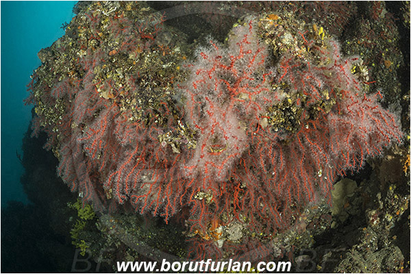 Island Vir, Croatia, Adriatic sea, Mediterranean sea, Corallium rubrum, Corallium, Coralliidae, Precious Coral, Red coral, Coral, Anthozoa, Cnidaria, Cnidarian, Reef
