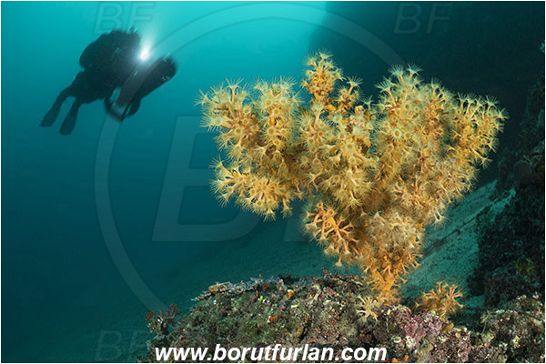 Island Pag, Croatia, Adriatic sea, Mediterranean sea, Parazoanthus axinellae, Parazoanthus, Parazoanthidae, Yellow cluster anemone, Anemone, Anthozoa, Cnidaria, Cnidarian, Reef, Diver, Underwater scooter