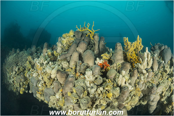 Island Pag, Croatia, Adriatic sea, Mediterranean sea, Wreck, Wreck SS Albanien, SS Albanien, Sponge, Porifera