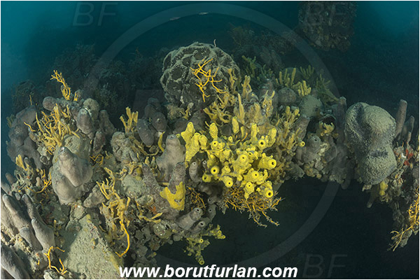 Island Pag, Croatia, Adriatic sea, Mediterranean sea, Wreck, Wreck SS Albanien, SS Albanien, Sponge, Porifera