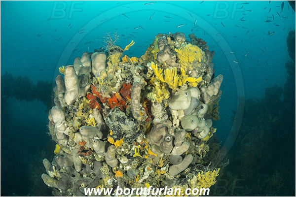 Island Pag, Croatia, Adriatic sea, Mediterranean sea, Wreck, Wreck SS Albanien, SS Albanien, Sponge, Porifera