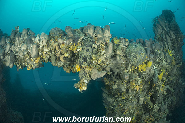 Island Pag, Croatia, Adriatic sea, Mediterranean sea, Wreck, Wreck SS Albanien, SS Albanien, Sponge, Porifera