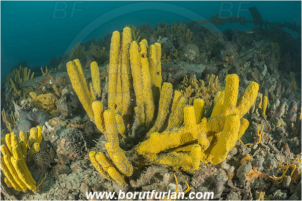 Island Pag, Croatia, Adriatic sea, Mediterranean sea, Wreck, Wreck SS Albanien, SS Albanien, Aplysina aerophoba, Aplysina, Aplysinidae, Yellow Tube Sponge, Golden Sponge, Sponge, Porifera