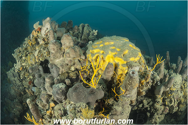 Island Pag, Croatia, Adriatic sea, Mediterranean sea, Wreck, Wreck SS Albanien, SS Albanien, Sponges, Porifera
