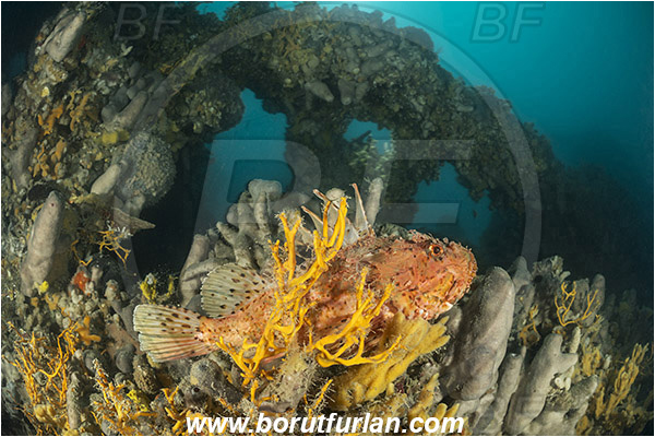 Island Pag, Croatia, Adriatic sea, Mediterranean sea, Wreck, Wreck SS Albanien, SS Albanien, Sponges, Porifera, Scorpaena scrofa, Scorpaena, Scorpaenidae, Great red scorpionfish, Scorpionfish, Fish