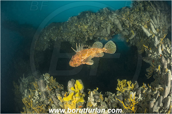 Island Pag, Croatia, Adriatic sea, Mediterranean sea, Wreck, Wreck SS Albanien, SS Albanien, Sponges, Porifera, Scorpaena scrofa, Scorpaena, Scorpaenidae, Great red scorpionfish, Scorpionfish, Fish
