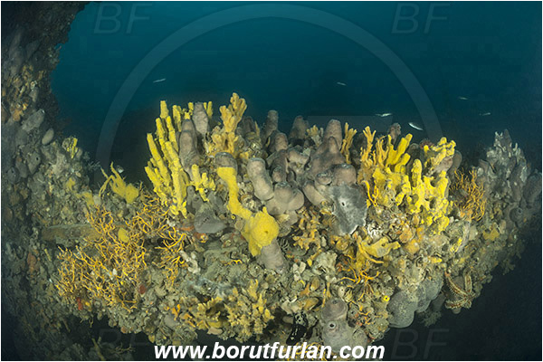 Island Pag, Croatia, Adriatic sea, Mediterranean sea, Wreck, Wreck SS Albanien, SS Albanien, Sponge, Porifera