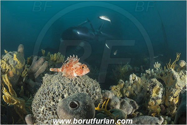 Island Pag, Croatia, Adriatic sea, Mediterranean sea, Wreck, Wreck SS Albanien, SS Albanien, Sponges, Porifera, Scorpaena notata, Scorpaena, Scorpaenidae, Small red scorpionfish, Scorpionfish, Fish, Diver, Underwater Photographer