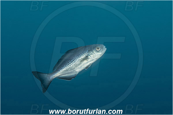 Island Pag, Croatia, Adriatic sea, Mediterranean sea, Centrolophus niger, Centrolophus, Centrolophidae, Black ruff, Juvenile, Fish