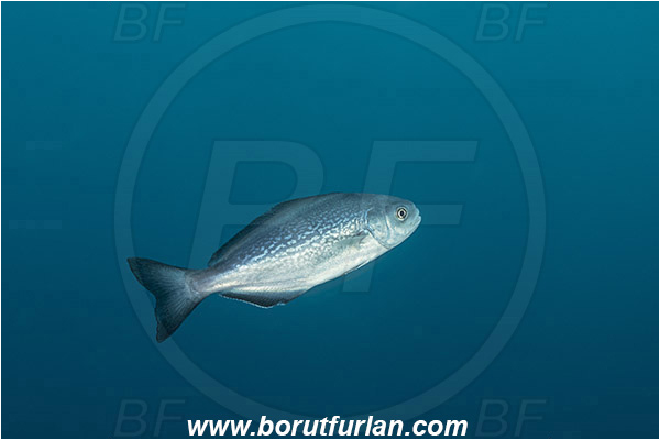 Island Pag, Croatia, Adriatic sea, Mediterranean sea, Centrolophus niger, Centrolophus, Centrolophidae, Black ruff, Juvenile, Fish