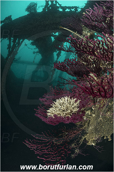Plomin, Istria, Croatia, Adriatic sea, Mediterranean sea, Wreck Vis, Wreck, Vis, Paramuricea clavata, Paramuricea, Plexauridae, Mediterranean gorgonian, Sea fan, Coral, Cnidaria, Cnidarian