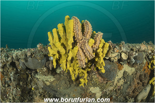 Plomin, Istria, Croatia, Adriatic sea, Mediterranean sea, Wreck Vis, Wreck, Vis, Aplysina aerophoba, Aplysina, Aplysinidae, Yellow Tube Sponge, Golden Sponge, Sponge, Porifera, Marthasterias glacialis, Marthasterias, Asteriidae, Spiny starfish, Strafish, Asteroidea, Echinodermata, Echinoderm
