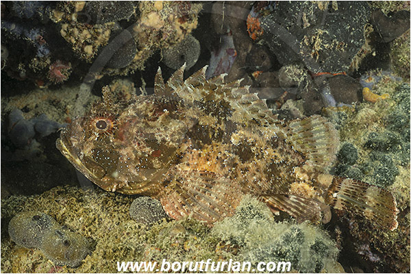 Piran, Slovenia, Adriatic sea, Mediterranean sea, Scorpaena porcus, Scorpaena, Scorpaenidae, Brown scorpionfish, Scorpionfish, Fish
