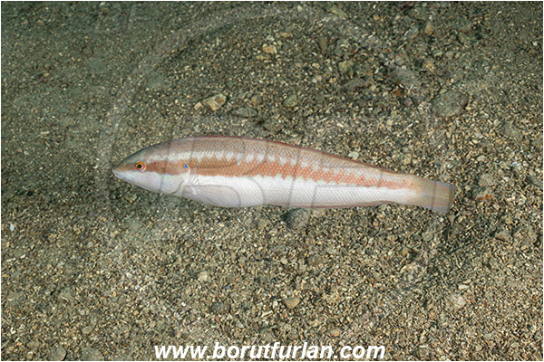 Piran, Slovenia, Adriatic sea, Mediterranean sea, Coris julis, Coris, Labridae, Mediterranean rainbow wrasse, Wrasse, Fish, Female