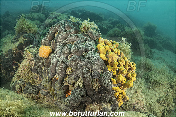 Piran, Slovenia, Adriatic sea, Mediterranean sea, Aplysina aerophoba, Aplysina, Aplysinidae, Yellow Tube Sponge, Golden Sponge, Chondrosia reniformis, Chondrosia, Chondrosiidae, Leather sponge, Kidney sponge, Sponge, Porifera, Reef