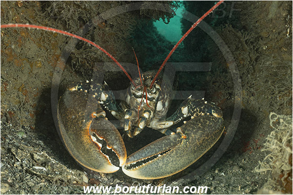 Piran, Slovenia, Adriatic sea, Mediterranean sea, Homarus gammarus, Homarus, Nephropidae, Decapoda, European lobster, Common lobster, Lobster, Crustacea, Crustacean