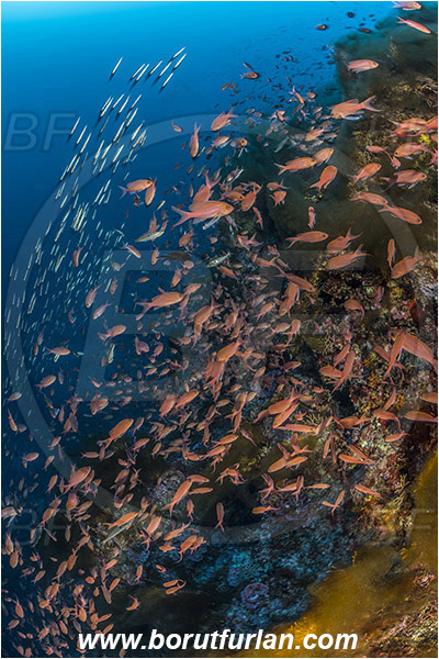 Island Susac, Croatia, Adriatic sea, Mediterranean sea, Anthias, Serranidae, Swallowtail seaperch, Seaperch, Fish, Fish school, Reef