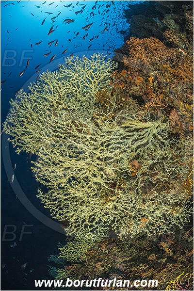 Island Susac, Croatia, Adriatic sea, Mediterranean sea, Savalia savaglia, Savalia, Parazoanthidae, Mediterranean Gold Coral, False Mediterranean Black Coral, Sea fan, Coral, Cnidaria, Cnidarian, Reef