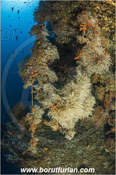 Island Susac, Croatia, Adriatic sea, Mediterranean sea, Salmacina sp., Salmacina, Serpulidae, Colony of tangled tube worm, Worm, Polychaeta, Discarded fishing line, Fishing line, Reef