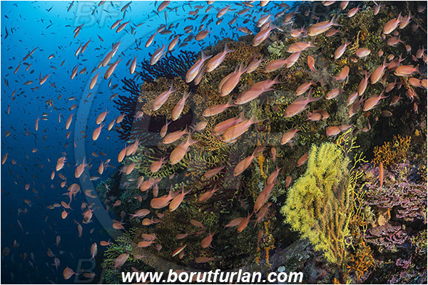 Island Susac, Croatia, Adriatic sea, Mediterranean sea, Pentapora fascialis, Pentapora, Bitectiporidae, Bryozoa, Bryozoan, Reef, Paramuricea clavata, Paramuricea, Plexauridae, Mediterranean gorgonian, Sea fan, Coral, Cnidaria, Cnidarian, Anthias, Serranidae, Swallowtail seaperch, Seaperch, Fish, Fish school
