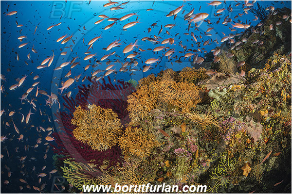 Island Susac, Croatia, Adriatic sea, Mediterranean sea, Pentapora fascialis, Pentapora, Bitectiporidae, Bryozoa, Bryozoan, Reef, Paramuricea clavata, Paramuricea, Plexauridae, Mediterranean gorgonian, Sea fan, Coral, Cnidaria, Cnidarian, Anthias, Serranidae, Swallowtail seaperch, Seaperch, Fish, Fish school
