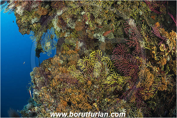 Island Susac, Croatia, Adriatic sea, Mediterranean sea, Pentapora fascialis, Pentapora, Bitectiporidae, Bryozoa, Bryozoan, Reef, Paramuricea clavata, Paramuricea, Plexauridae, Mediterranean gorgonian, Sea fan, Coral, Cnidaria, Cnidarian