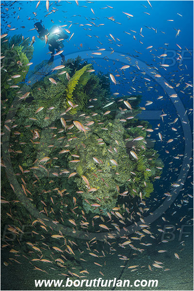 Island Susac, Croatia, Adriatic sea, Mediterranean sea, Paramuricea clavata, Paramuricea, Plexauridae, Mediterranean gorgonian, Sea fan, Coral, Cnidaria, Cnidarian, Anthias anthias, Anthias, Serranidae, Swallowtail seaperch, Seaperch, Fish, Fish school, Reef, Deep reef, Diver, Underwater scooter