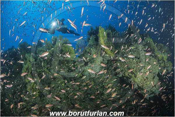 Island Susac, Croatia, Adriatic sea, Mediterranean sea, Paramuricea clavata, Paramuricea, Plexauridae, Mediterranean gorgonian, Sea fan, Coral, Cnidaria, Cnidarian, Anthias anthias, Anthias, Serranidae, Swallowtail seaperch, Seaperch, Fish, Fish school, Reef, Deep reef, Diver, Underwater scooter