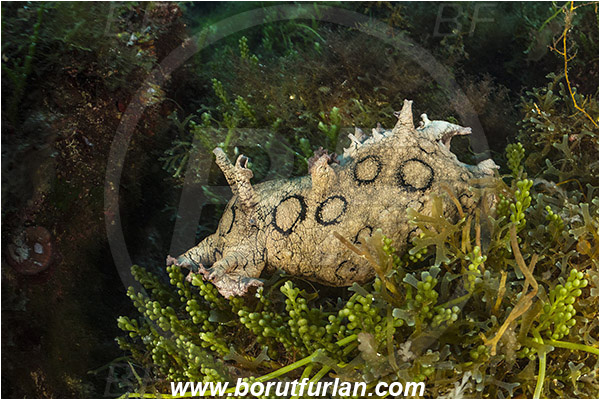Island Susac, Croatia, Adriatic sea, Mediterranean sea, Aplysia dactylomela, Aplysia, Aplysiidae, Black-tailed sea hare, Sea hare, Nudibranch, Sea slug, Gastropoda, Mollusca, Reef