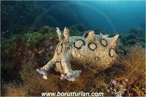 Island Susac, Croatia, Adriatic sea, Mediterranean sea, Aplysia dactylomela, Aplysia, Aplysiidae, Black-tailed sea hare, Sea hare, Nudibranch, Sea slug, Gastropoda, Mollusca, Reef
