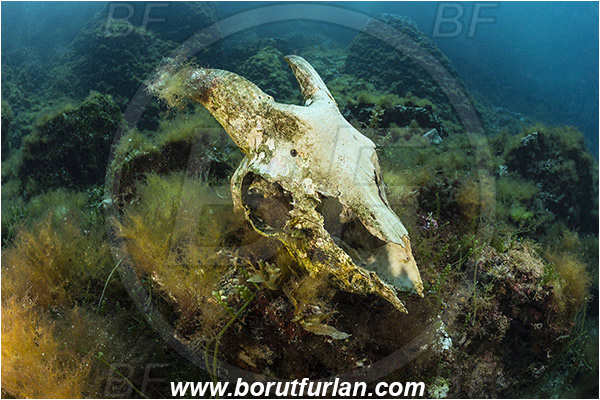 Island Susac, Croatia, Adriatic sea, Mediterranean sea, Reef, Sea lake, Algae, Ram skull, Skull