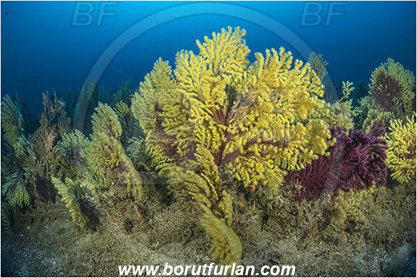 Island Susac, Croatia, Adriatic sea, Mediterranean sea, Paramuricea clavata, Paramuricea, Plexauridae, Mediterranean gorgonian, Sea fan, Coral, Cnidaria, Cnidarian, Reef