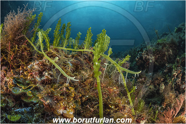 Island Susac, Croatia, Adriatic sea, Mediterranean sea, Reef, Caulerpa racemosa, Caulerpa, Caulerpaceae, Sea grapes, Algae