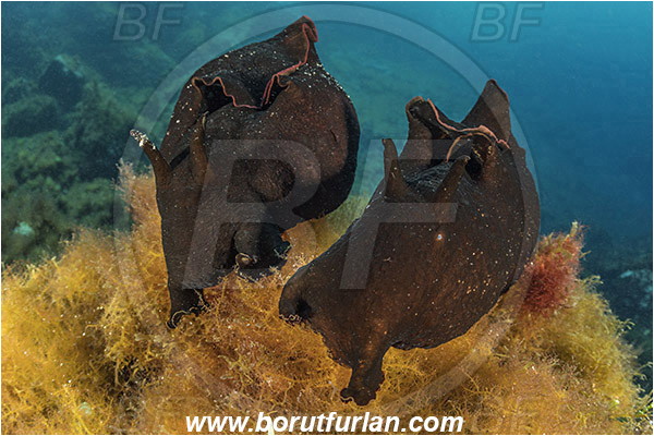 Island Susac, Croatia, Adriatic sea, Mediterranean sea, Aplysia depilans, Aplysia, Aplysiidae, Depilatory sea hare, Sea hare, Nudibranch, Sea slug, Gastropoda, Mollusca, Reef