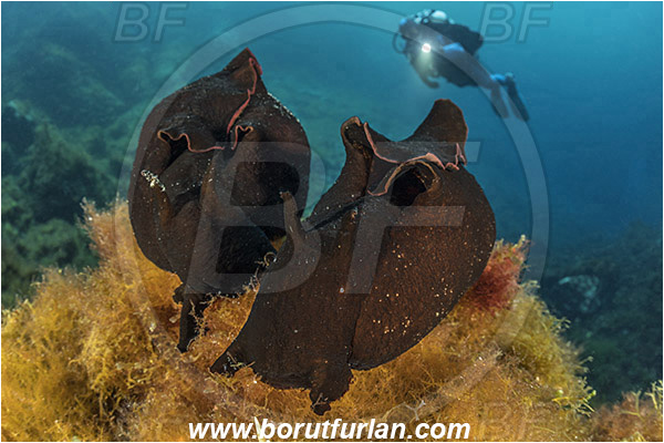 Island Susac, Croatia, Adriatic sea, Mediterranean sea, Aplysia depilans, Aplysia, Aplysiidae, Depilatory sea hare, Sea hare, Nudibranch, Sea slug, Gastropoda, Mollusca, Reef, Diver