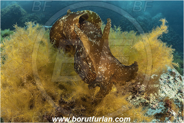 Island Susac, Croatia, Adriatic sea, Mediterranean sea, Aplysia fasciata, Aplysia, Aplysiidae, Mottled sea hare, Sea hare, Nudibranch, Sea slug, Gastropoda, Mollusca, Reef
