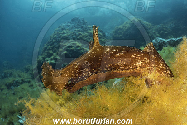 Island Susac, Croatia, Adriatic sea, Mediterranean sea, Aplysia fasciata, Aplysia, Aplysiidae, Mottled sea hare, Sea hare, Nudibranch, Sea slug, Gastropoda, Mollusca, Reef