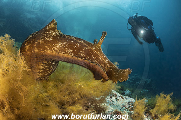 Island Susac, Croatia, Adriatic sea, Mediterranean sea, Aplysia fasciata, Aplysia, Aplysiidae, Mottled sea hare, Sea hare, Nudibranch, Sea slug, Gastropoda, Mollusca, Reef, Diver