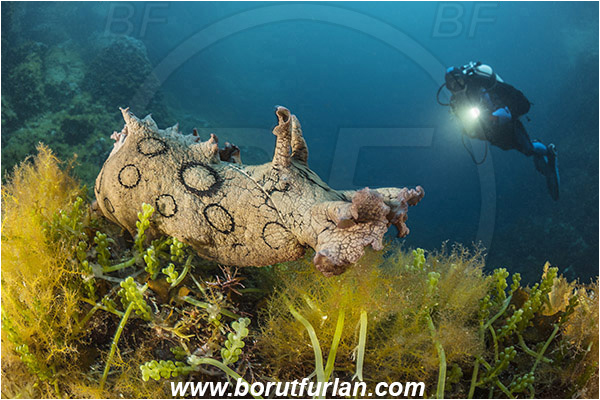 Island Susac, Croatia, Adriatic sea, Mediterranean sea, Aplysia dactylomela, Aplysia, Aplysiidae, Black-tailed sea hare, Sea hare, Nudibranch, Sea slug, Gastropoda, Mollusca, Reef, Diver
