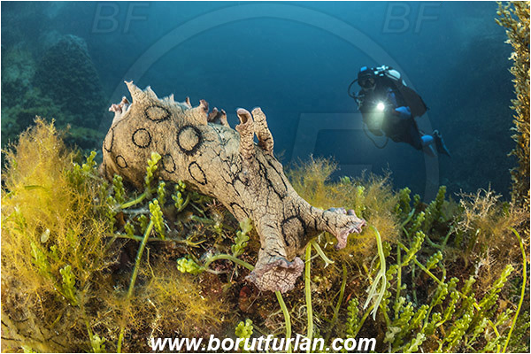Island Susac, Croatia, Adriatic sea, Mediterranean sea, Aplysia dactylomela, Aplysia, Aplysiidae, Black-tailed sea hare, Sea hare, Nudibranch, Sea slug, Gastropoda, Mollusca, Reef, Diver